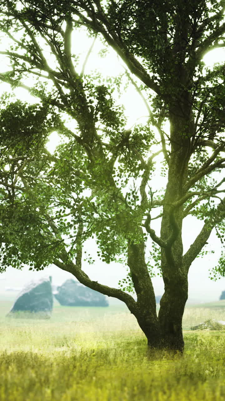 Beneath a canopy of green a solitary tree stands in tranquil sunlight