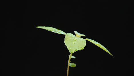 brote verde espinoso sobre un fondo negro