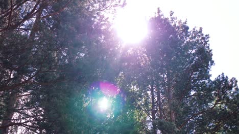 sunlight filtering through pine trees