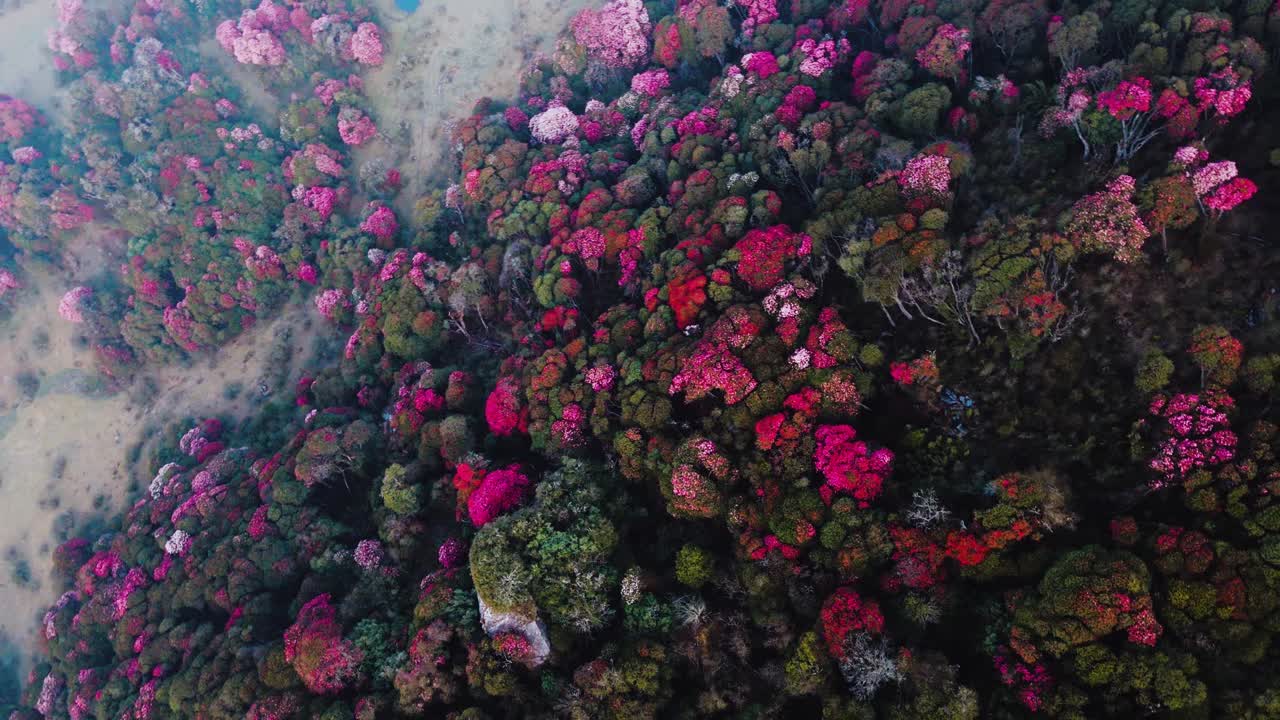 vista aérea de un bosque de flores en tinjure, nepal