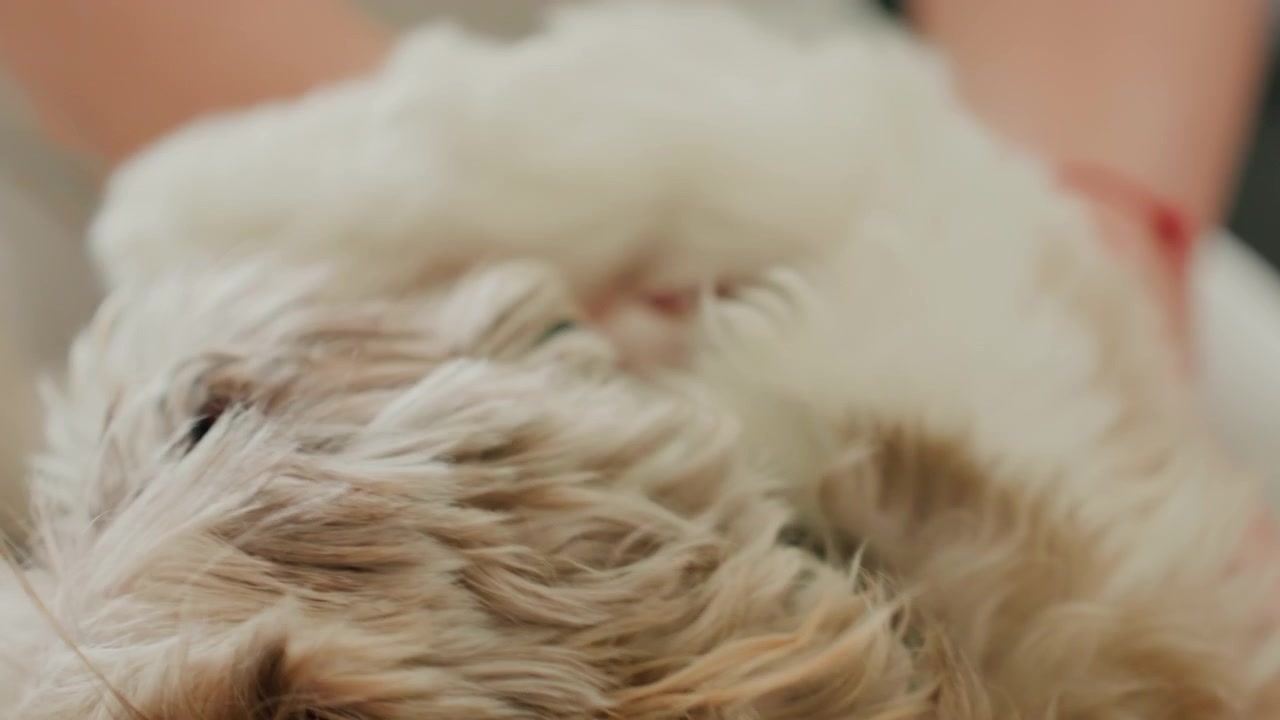 Primo piano dell'orecchio di un cagnolino che viene delicatamente grattato.