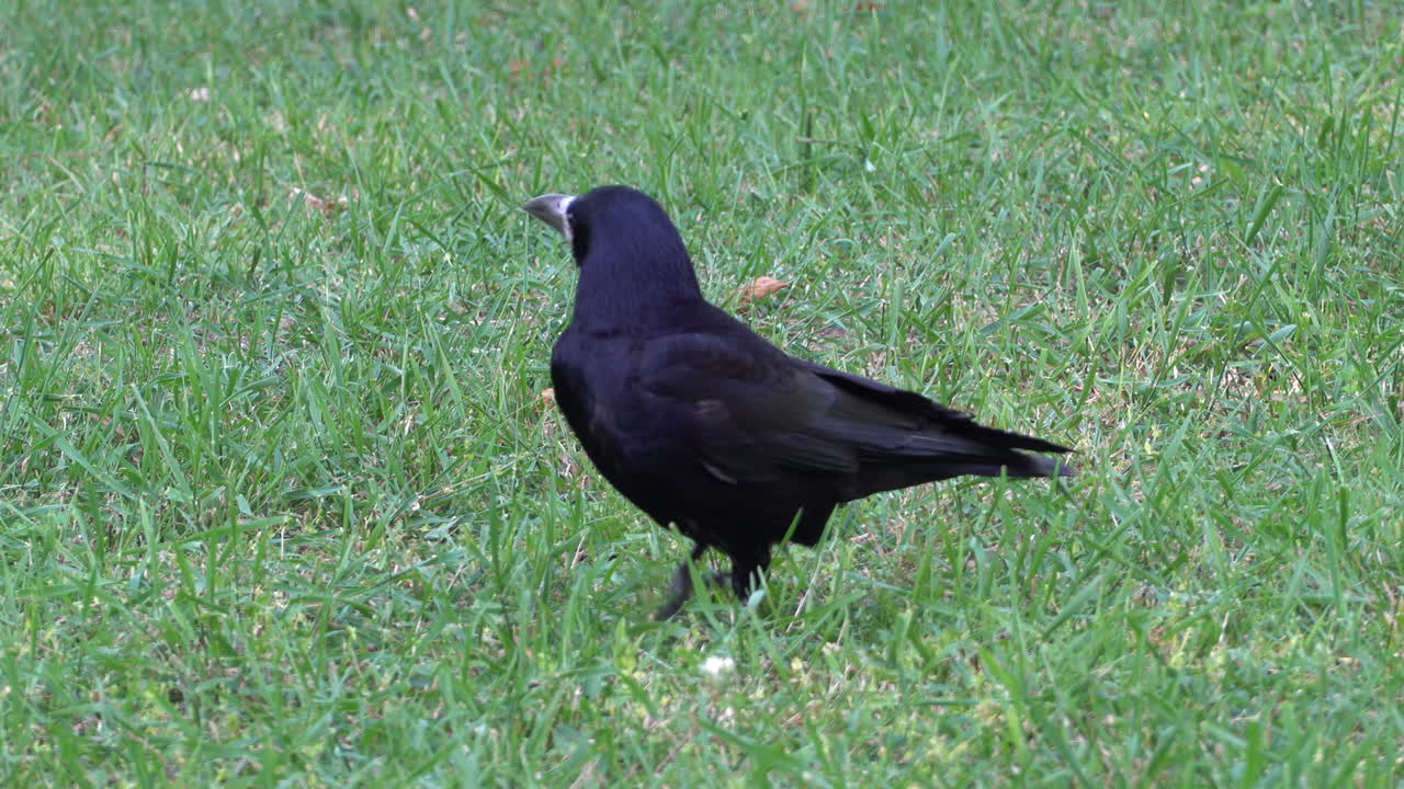 Close up of a crow moving and looking through the grass