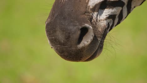 Blick-Auf-Die-Nasenlöcher-Des-Zebras-Und-Den-Schwenk-Nach-Oben-Zum-Gesicht