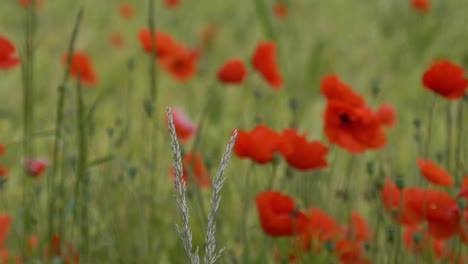 Defokussierte-Blumenfelder-Mit-Mohnblumen-In-Der-Landschaft-Irlands