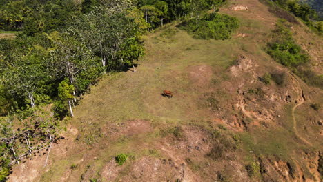 Horse-Isolated-On-Green-Meadow-Mountains-In-Sumba-Islands,-East-Nusa-Tenggara,-Indonesia