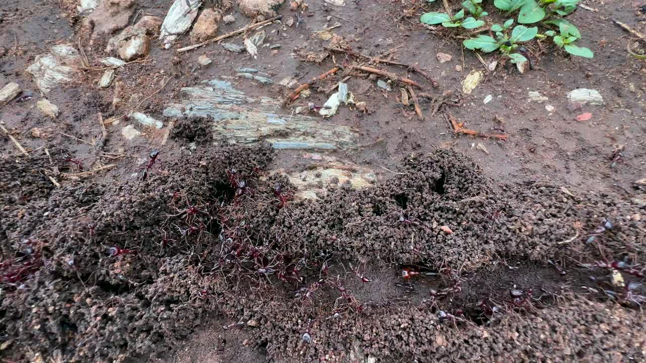 탄자니아의 세렌게티 국립공원 (serengeti national park) 에 있는 레드 앤트 트레일 (red ant trail) 에서 바쁜 삶.