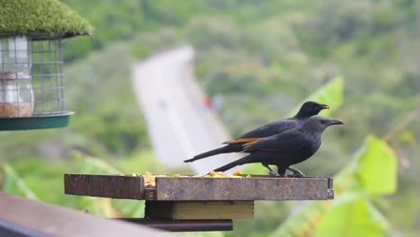 Birds-eating-their-breakfast-in-Wilderness,-South-Africa