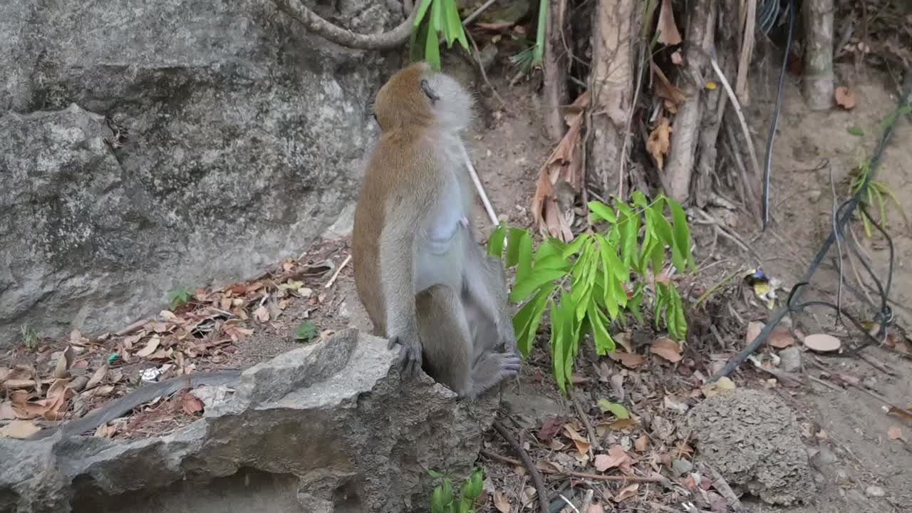 macaco típico de las islas de tailandia