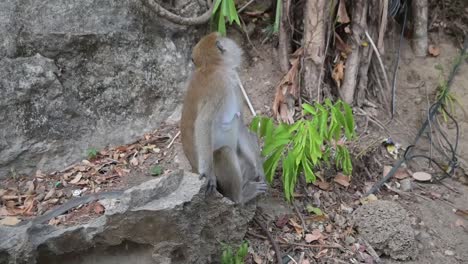 Macaco-Típico-De-Las-Islas-De-Tailandia