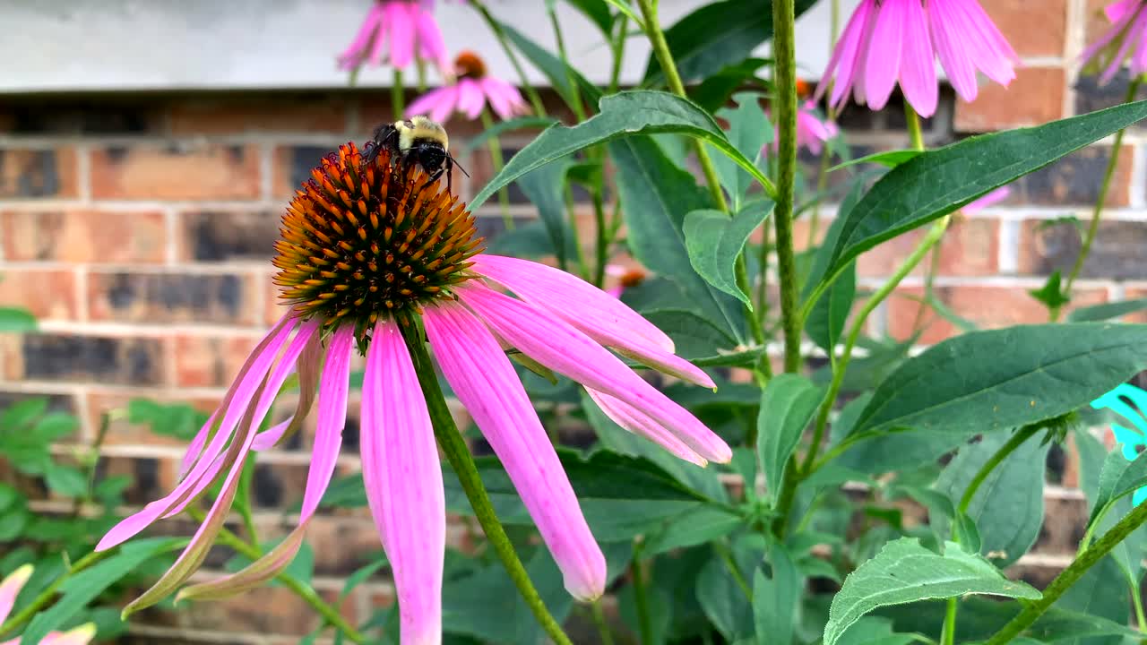 Large bee on a echinacea on a summer day close up, no person