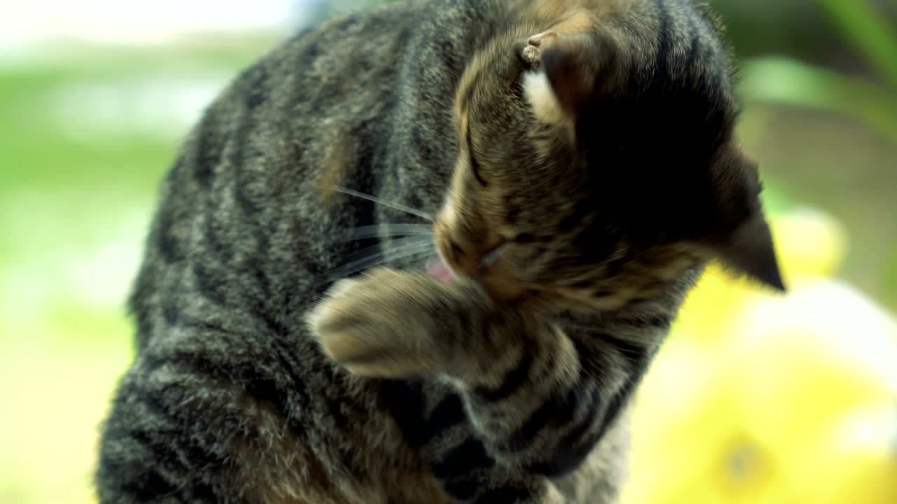 el gato tabby se cura a sí mismo.