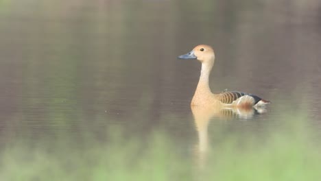 whistling duck in pond area