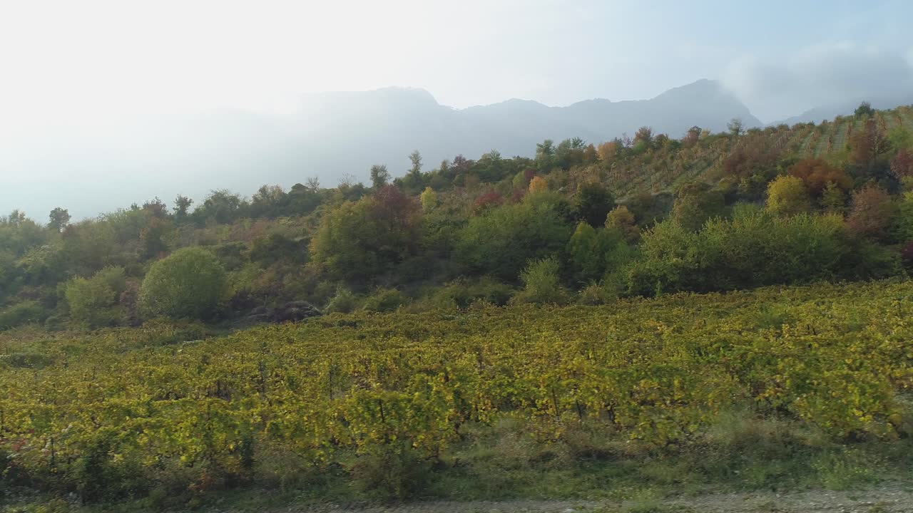 paisaje de viñedos de otoño con montañas nieblosas