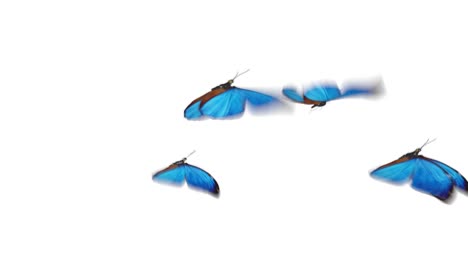 beautiful blue colored butterflies morpho menelaus flying on white and green backgrounds close-up. loop-able 3d animation with green screen alpha channel.