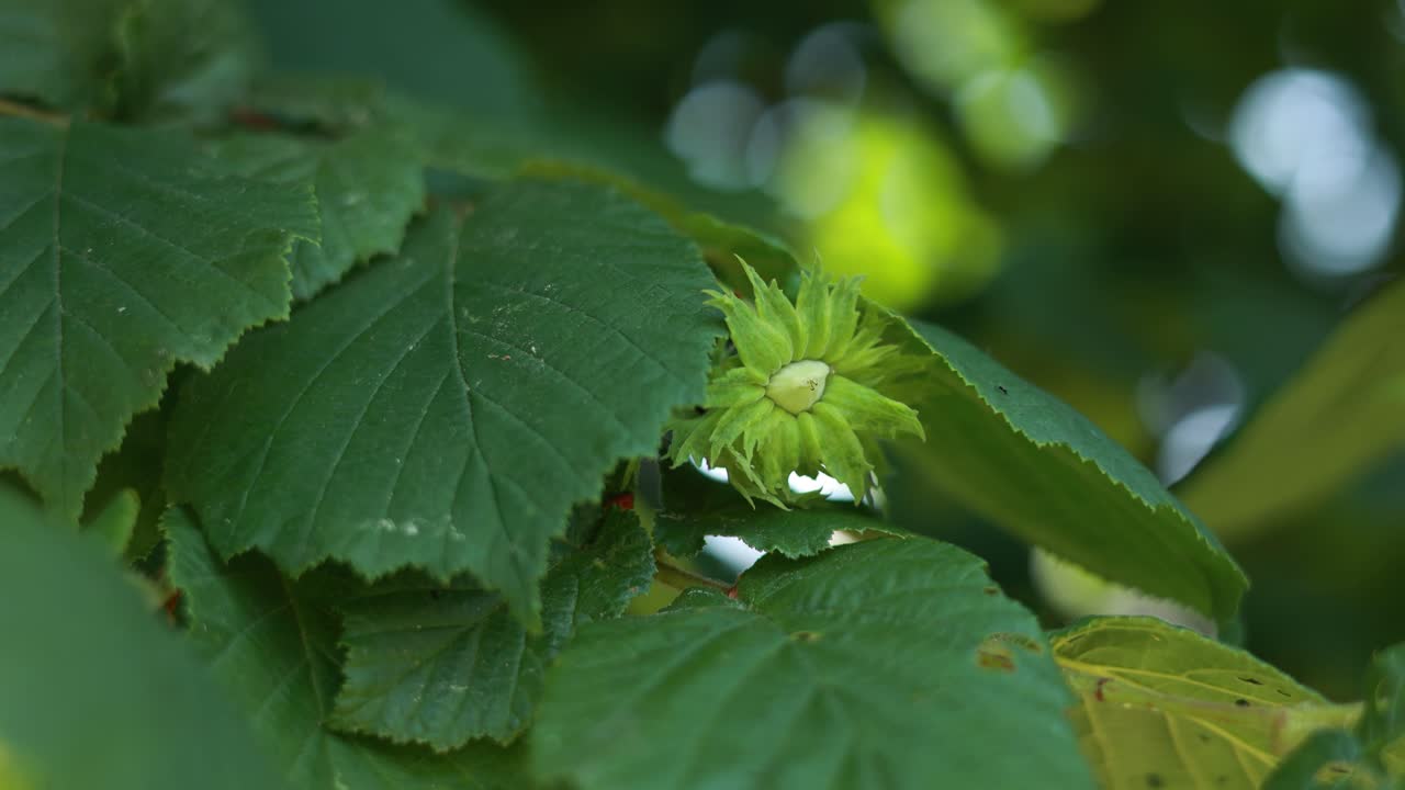 가지 에 있는 초록색 헤이즐