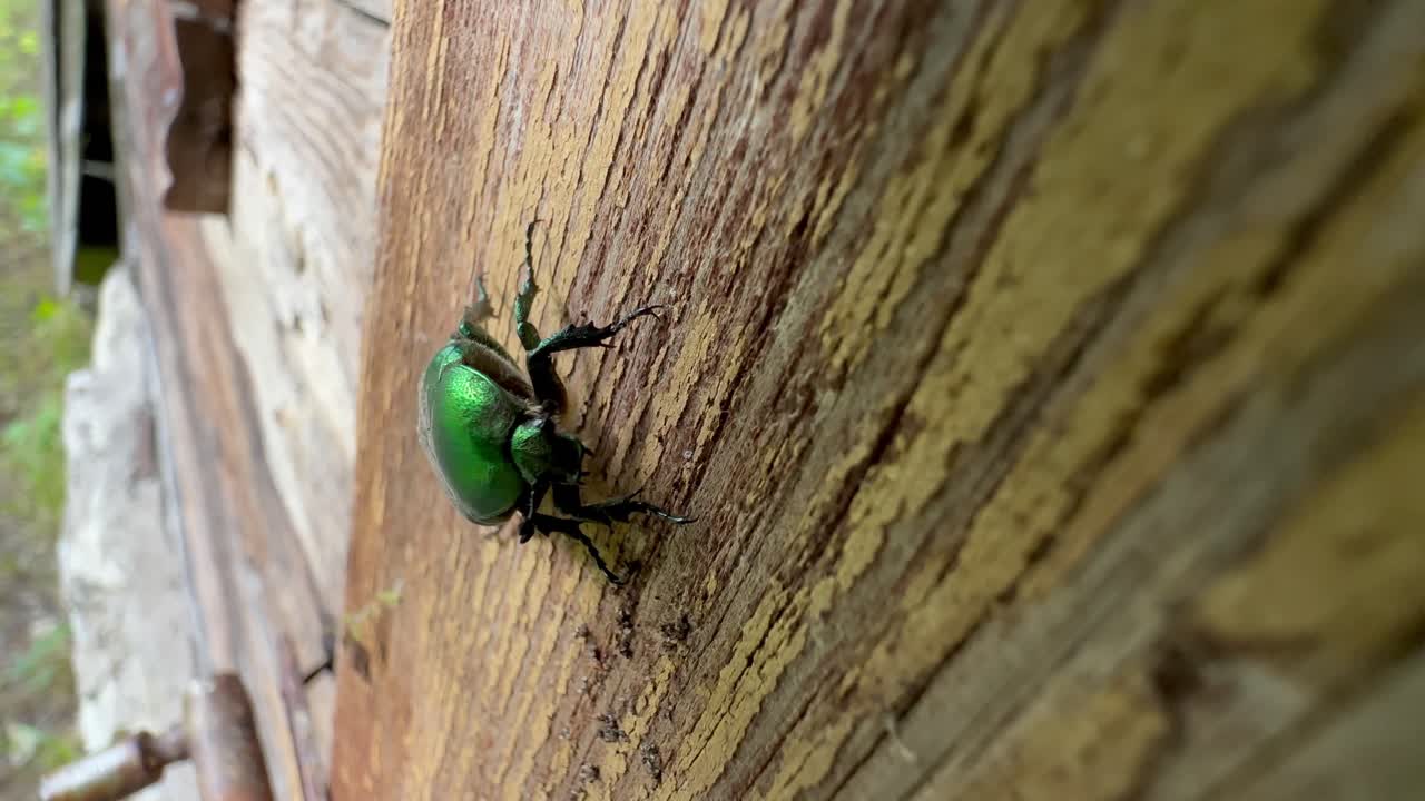 European rose chafer (Cetonia aurata) walking on a log cabin door frame. Estonia