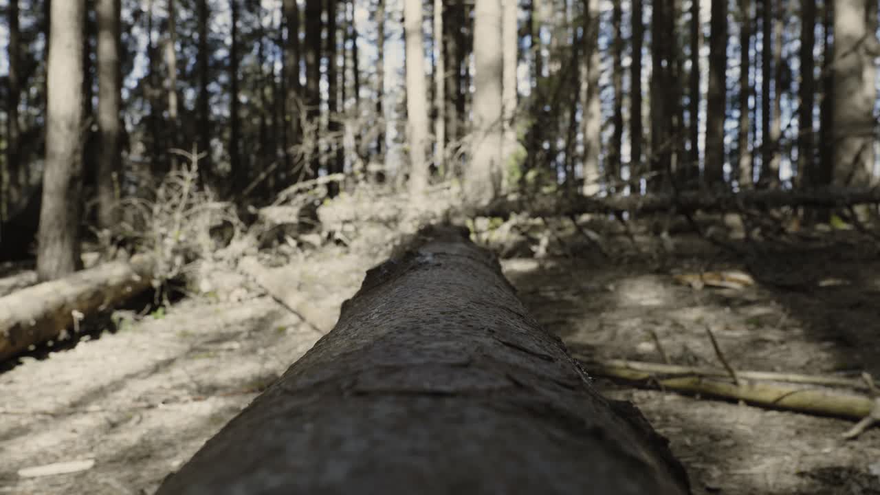 POV fra et træ, faldet tømmer ligger i en skov. Tundraskov med grene, der blæser i vinden.