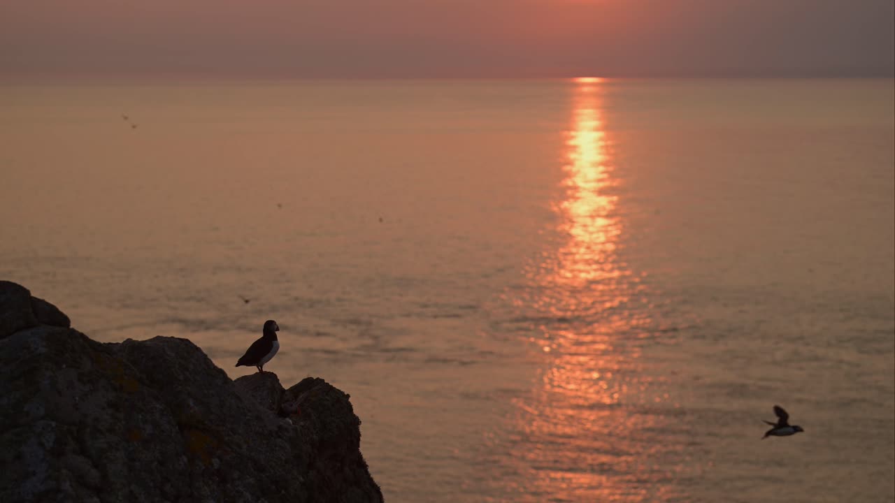 Puffin on Rocks and Flying at Sunrise on Coast with Orange Sun Reflections in Ocean Sea Water, Silhouetted Atlantic Puffins Silhouette In Flight, UK Seabirds and Birds on Skomer Island in Wales