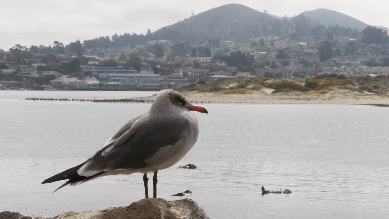 un pájaro y las nutrias marinas en el fondo en morro bay, california, ee.uu.