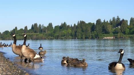 Kanadagans,-Die-Im-Fraser-River-Aus-Dem-Wasser-Läuft