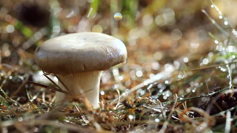 mushroom boletus in a sunny forest.