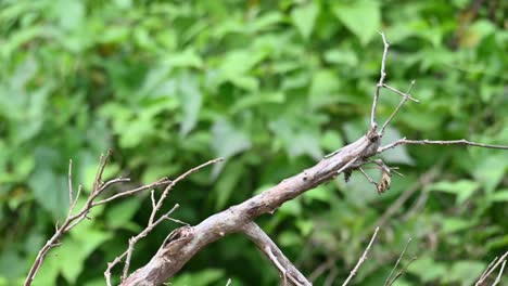 seen from its back while perching on a dry branch then flies to its left