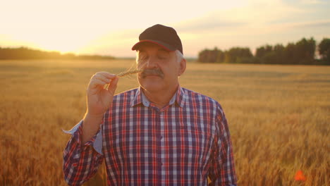 close up of senior adult farmer holding a spikelet with a brush of wheat or rye in his hands at sunset looking closely studying and sniffing enjoying the aroma in slow motion at sunset