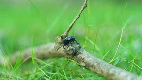 toma macro en cámara lenta de 4k de un escarabajo, permaneciendo quieto en una rama