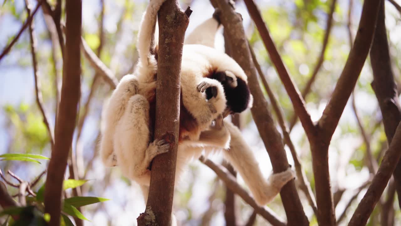 dos lémures "sifaka", o lémures danzantes" luchando en el bosque de madagascar