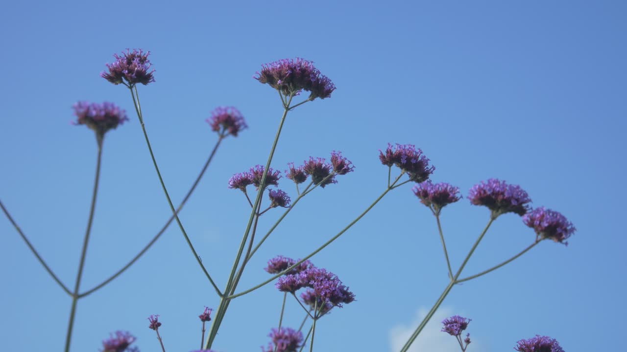 el viento mueve pequeñas flores