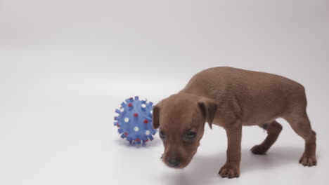 Chocolate-Stag-Red-Miniature-Pinscher-Puppy-Choosing-Flossy-Toy-instead-of-Rubber-Ball,-White-Background