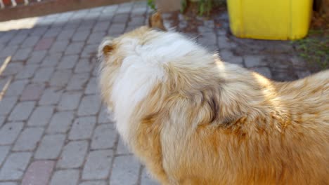 beautiful and happy purebred rough collie walking, front view