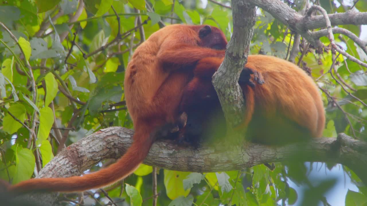 Red howler monkey family bonding and relaxing in the vibrant green canopy of the tropical rainforest.