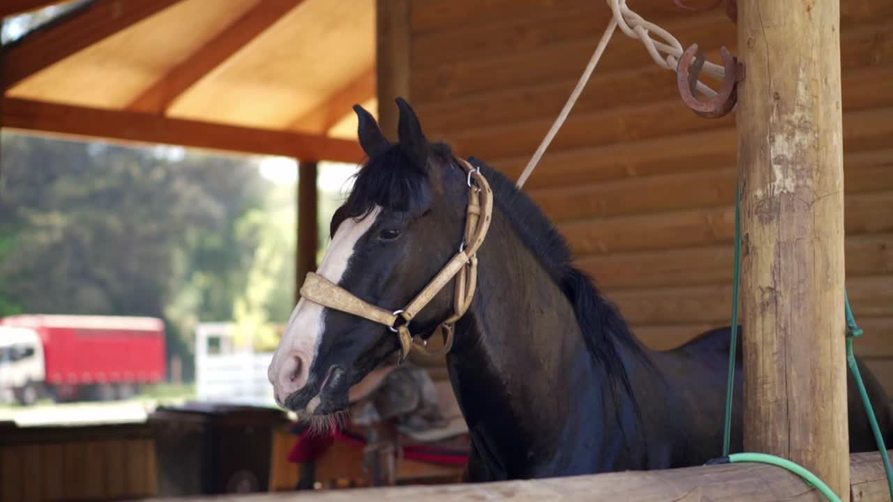 Static view of a beautiful black horse with white mark on its face in the stable