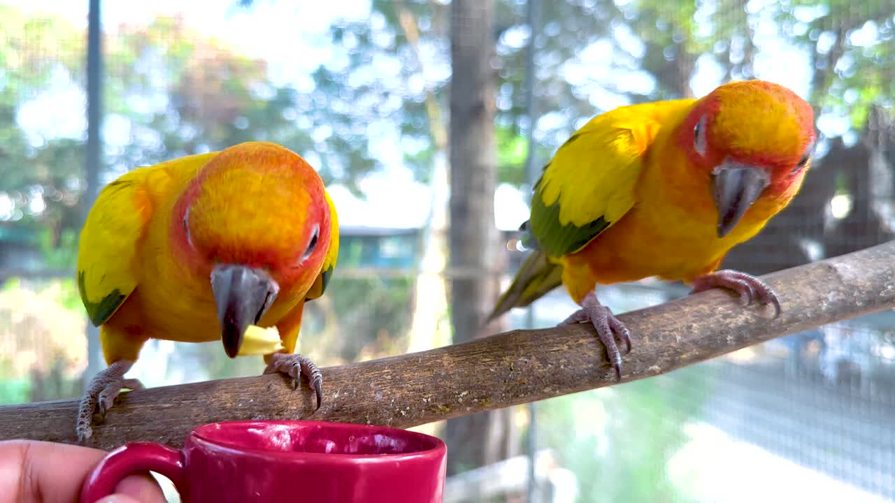 시장 에서 컵 에서 먹이 를 먹는 무새 들