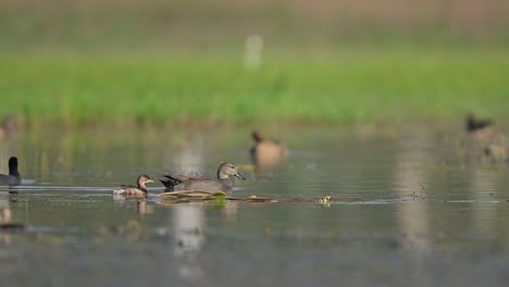 Pato-Gadwall-Y-Zampullín-Chico-Nadando-En-El-Lago