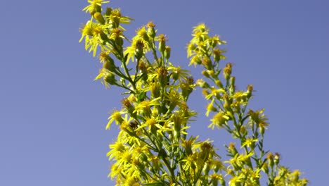 bees collecting nectar from yellow flowers on violet blue sky background on a sunny autumn day