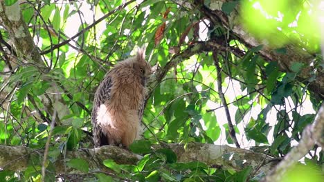 The Buffy Fish Owl is a big owl and yet the smallest among the four Fish Owls