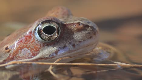 Brown-frog-(Rana-temporaria)-close-up-in-a-pond.