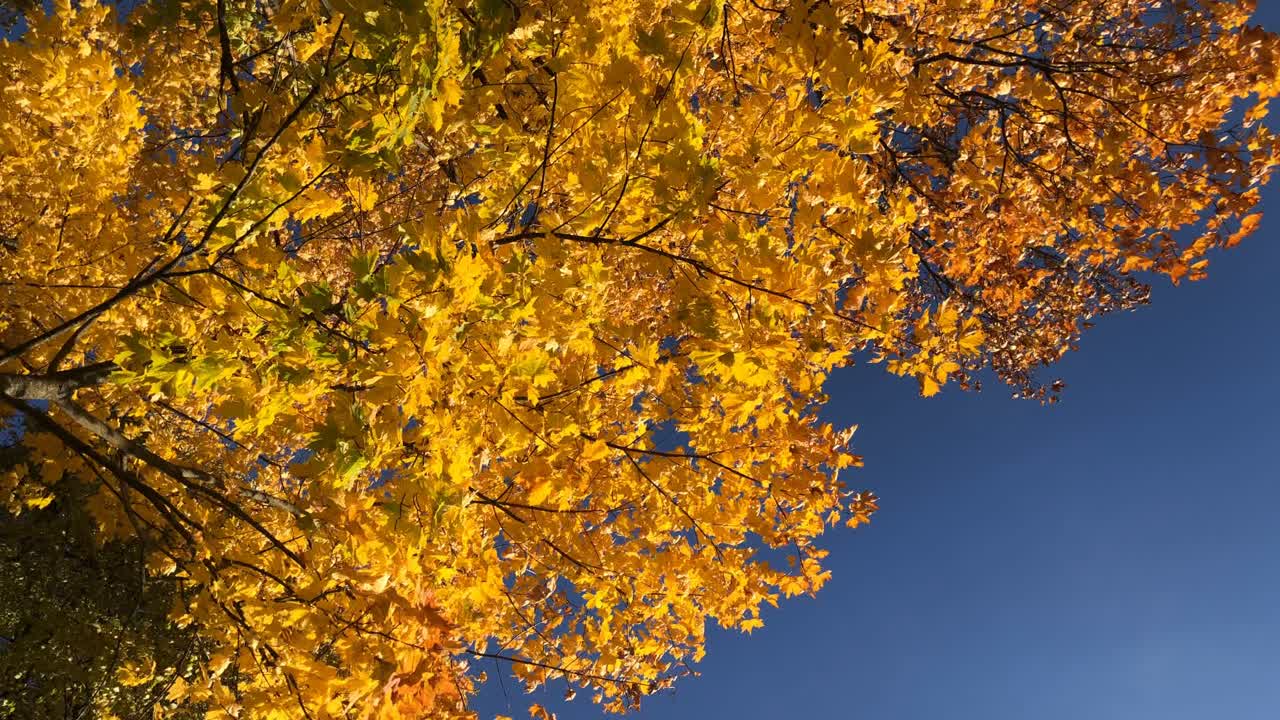 Overhead shot leafes falling from colorful autumn trees by blue sky