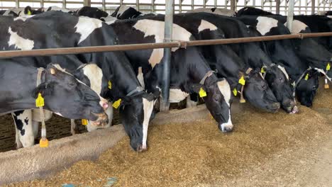 cows eating silage at a dairy facility in a huge barn