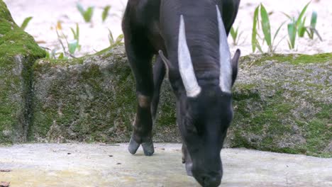 endangered lowland anoa sniffing food on the ground