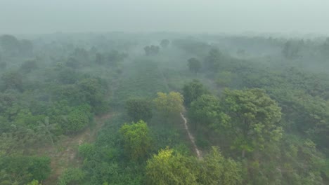 parallax drone shot of sahiwal to multan road in between a forest during a foggy morning in punjab, pakistan