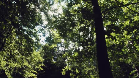 Sunlight-peaks-and-shines-through-new-england-forest-tree-canopy