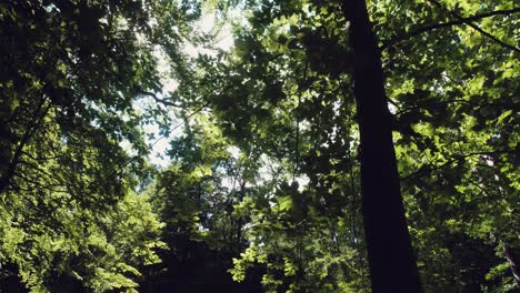 la luz del sol alcanza y brilla a través del dosel de los árboles del bosque de nueva inglaterra