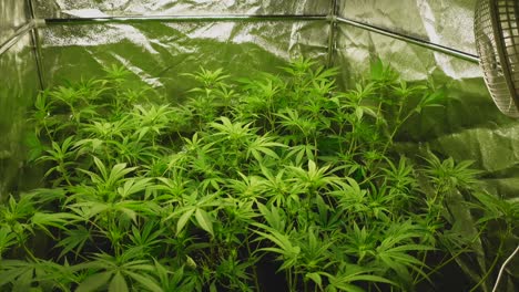 indoor tent with young cannabis plants in the fifth week at the beginning of the flowering phase, fan on the right and light source above, wide angle