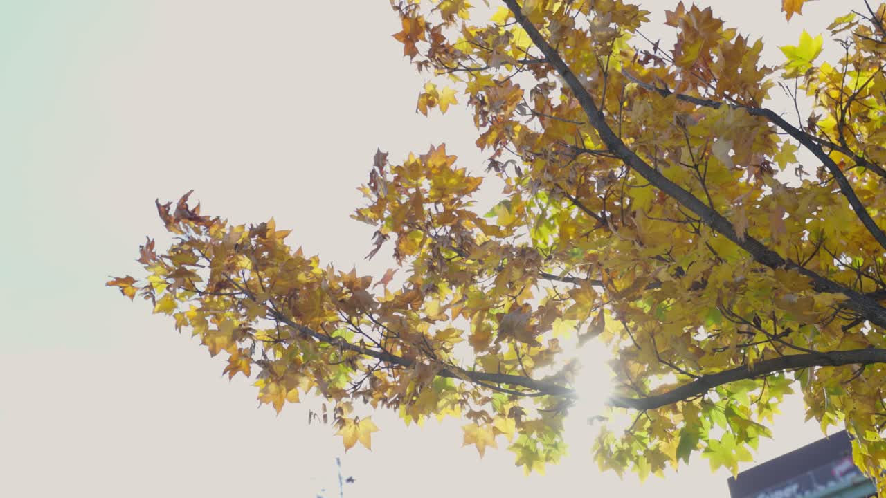 오타루 최고의 뷰