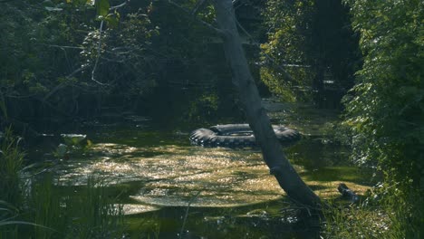 Pantano-Espeluznante-Mortal-Tirado-Con-Basura-En-El-Río-Irlanda