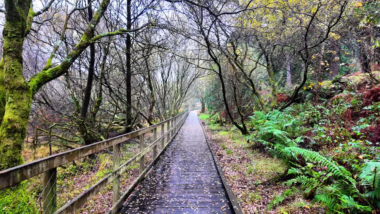 아일랜드: 에픽 장소, 겨울 풍경, 숲, 글렌달로, 위클로우 산, 아일랜드