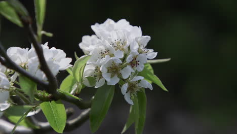 pear tree blossoming with white flowers during spring in the pacific northwest